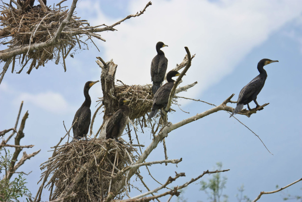 shutterstock_165782894Cormorants and nests on a tree